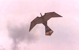One of Albert's birds