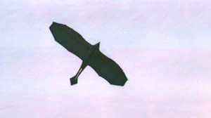 Nigel's bird