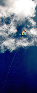 Falcon going for lure