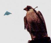 Photo by James Davies